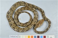 藏品(龜殼花)的圖片